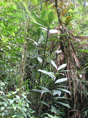 Costus laevis