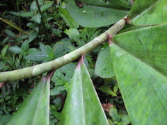 Costus laevis