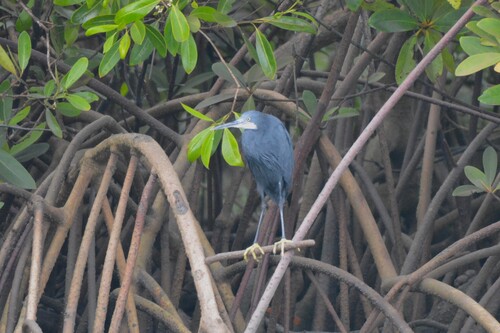 Western Reef Heron