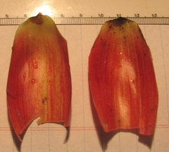 Costus laevis