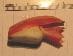 Costus laevis