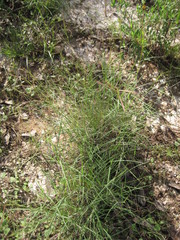 Bouteloua trifida