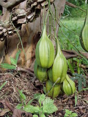 Aristolochia maxima