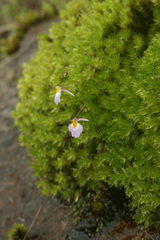Utricularia striatula