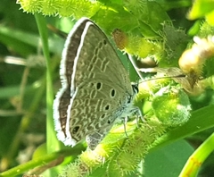 Hemiargus hanno hanno