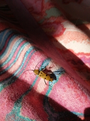 Chlorophorus glabromaculatus