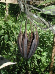Aristolochia maxima