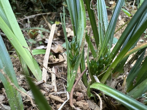 Carex hoozanensis iNat (3)