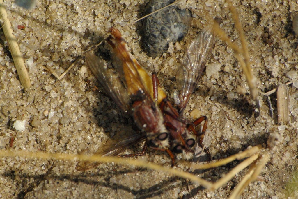 Eastern Red-tailed Marauder