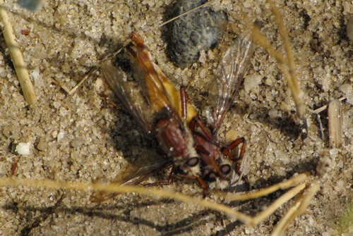Eastern Red-tailed Marauder