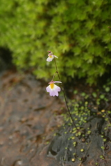 Utricularia striatula