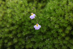 Utricularia striatula
