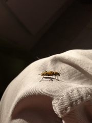 Chlorophorus glabromaculatus