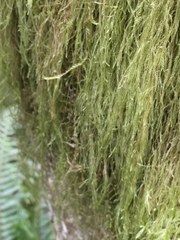 Pseudisothecium myosuroides