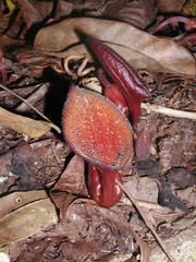 Aristolochia maxima