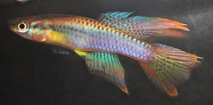 Splendid Killifish photo 1