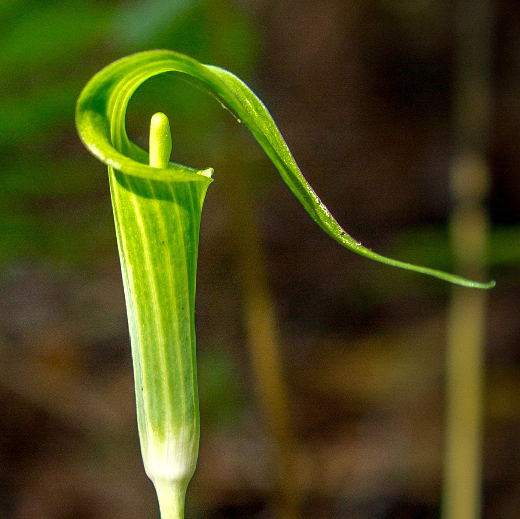 Florida Jack-in-the-pulpit