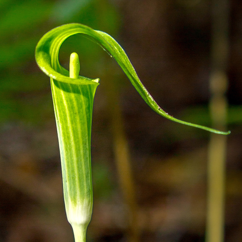 Arisaema acuminatum Small
