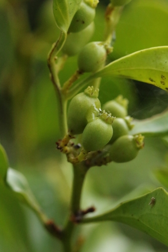 Dendrotrophe varians, photograph 4