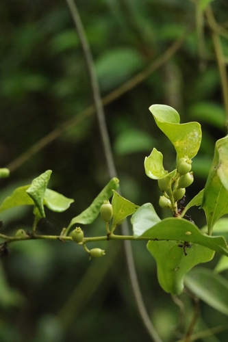 Dendrotrophe varians, photograph 5