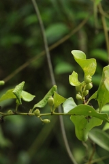 Dendrotrophe varians, photograph author not stated, no rights reserved