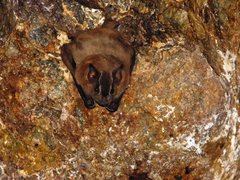 Artibeus lituratus koopmani