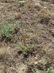 Eryngium spinosepalum