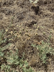Eryngium spinosepalum