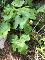 Cucurbita maxima