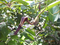 Aristolochia ovalifolia