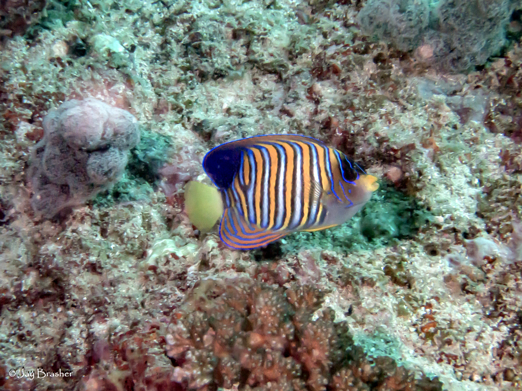 Regal angelfish