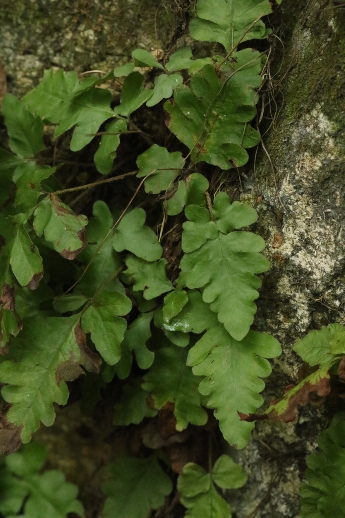 Tectaria zeilanica (Tectaria zeilanica)
