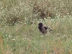 Corvus cornix
