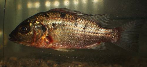 Konia dikume