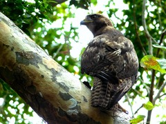 Buteo jamaicensis fumosus