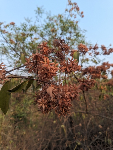 Getonia floribunda (Getonia floribunda)