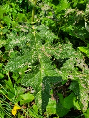 Echinops sphaerocephalus