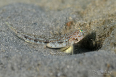 Dash Goby photo 1