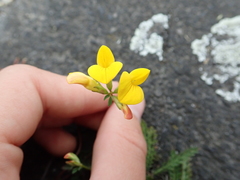 Lotus corniculatus