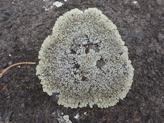 Protoparmeliopsis muralis