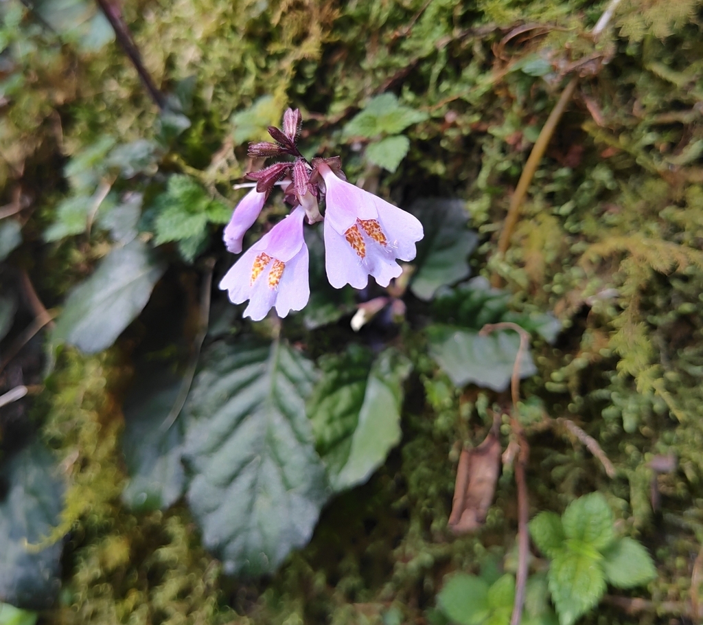 Mazus dentatus