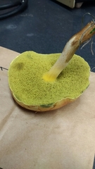 Hortiboletus campestris