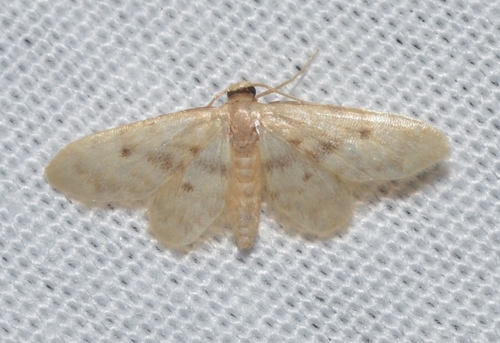 Idaea minuta