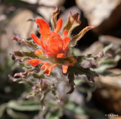 Castilleja applegatei breweri