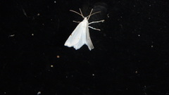 Ennomos subsignaria