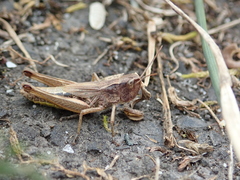 Pseudochorthippus parallelus