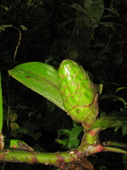Costus amazonicus