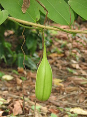 Aristolochia ovalifolia