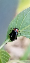 Disonycha xanthomelas