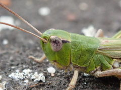 Pseudochorthippus parallelus